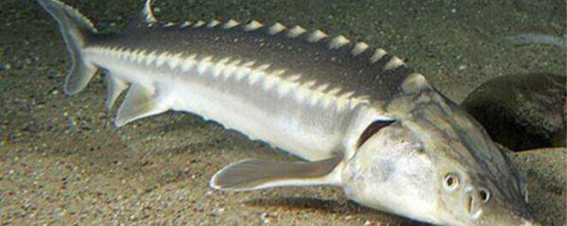 鲟鱼养殖条件（人工鲟鱼养殖条件）