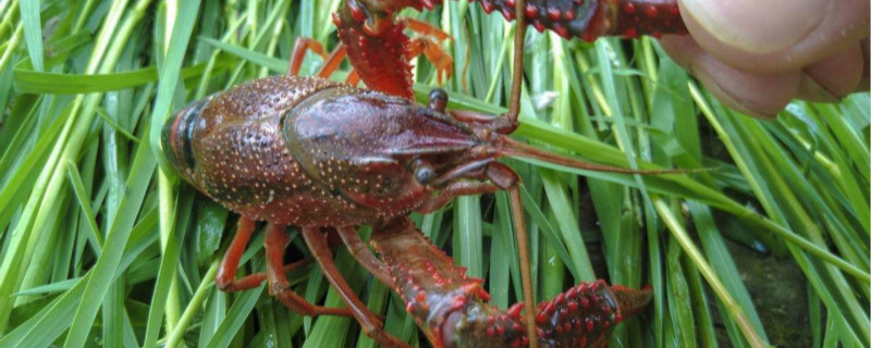 龙虾尾有水泡是病吗 龙虾尾巴长水泡是什么病