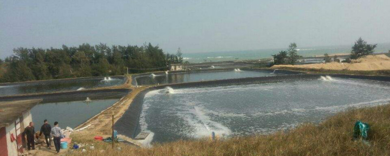 虾塘用石灰要注意哪些 虾塘用石灰什么时间用比较好