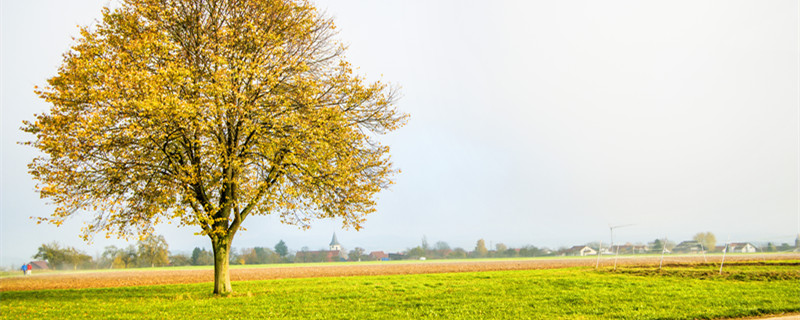 金叶女贞和金森女贞的区别 金叶女贞和金森女贞一样吗