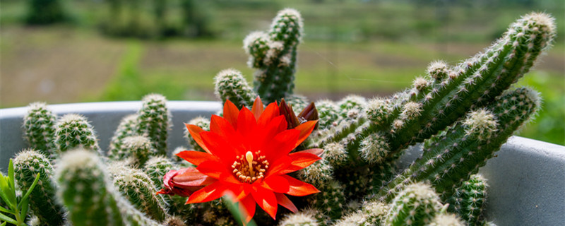 仙人球怎么养才会开花 仙人球怎么养才会开花鲜艳