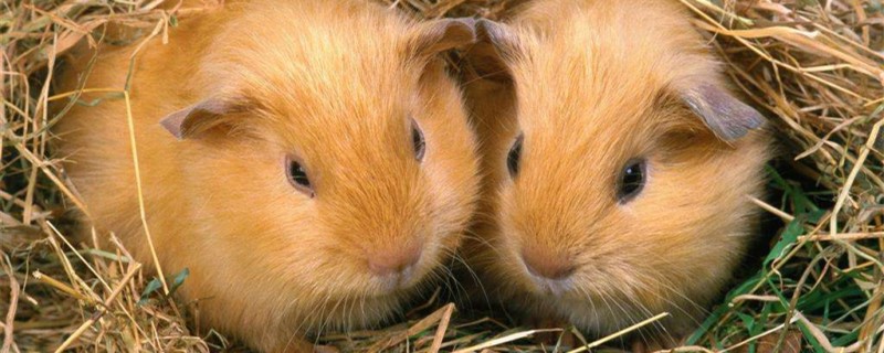 养殖竹鼠需要什么条件 竹鼠的养殖条件,方法,应注意哪些问题?