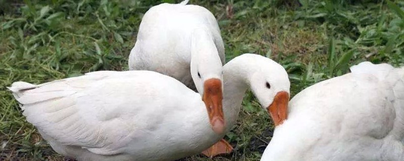 小鹅啄毛是怎么回事 大鹅啄毛是怎么回事