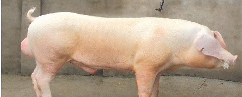 适合农村的养猪方法（农村养殖猪怎样）