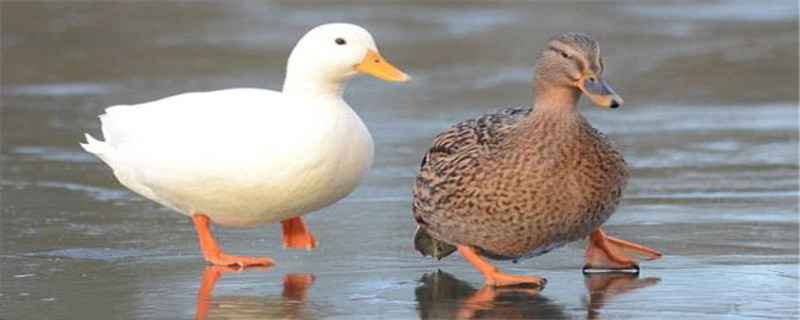 治疗鸭治啄羽的土方法 鸭子啄羽用什么药