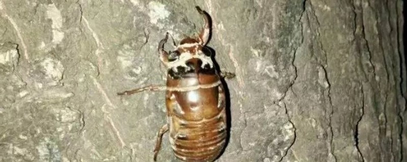 爬叉怎么养殖（爬叉怎么养殖技术）