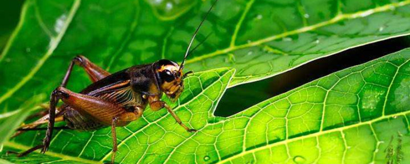 蟋蟀吃什么蔬菜 蟋蟀吃菜吗