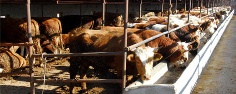 肉牛的种类区别（肉牛种类有几种）