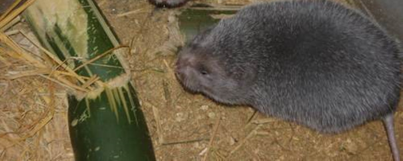 竹鼠中暑了怎么办 竹鼠好像中暑了