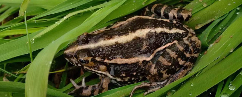 青蛙可以养殖吗(青蛙可以养殖么)