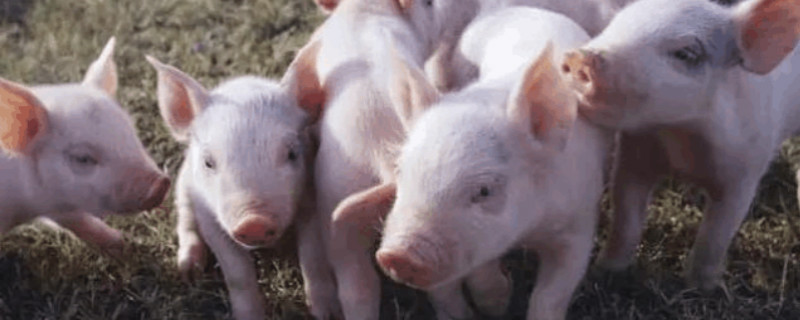 断奶猪正确的饲喂方式(断奶仔猪的饲喂方法)