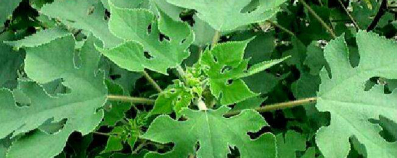 构树养羊一亩养多少羊（北方构树养羊一亩养多少羊）