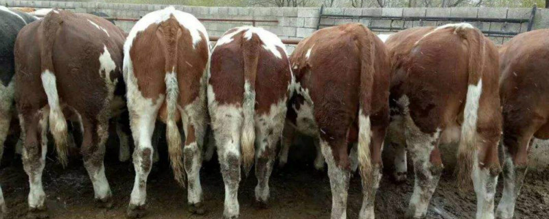 母牛生完牛犊多久配种 母牛生完牛犊多久配种不伤牛