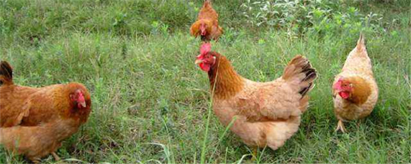 土鸡苗分哪几种(如何区分土鸡苗和普通鸡苗)