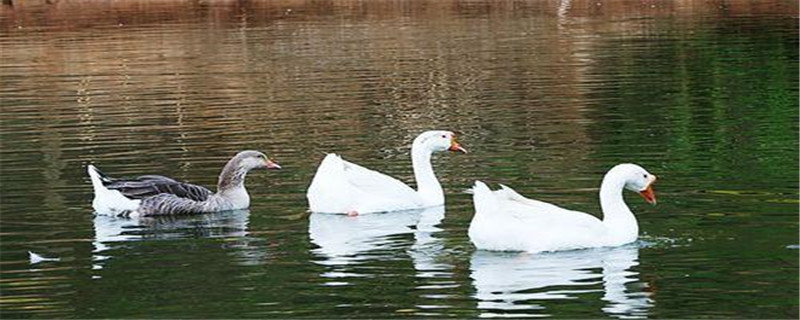 鹅苗多少天算脱温了(鹅苗一般多少天脱温?)