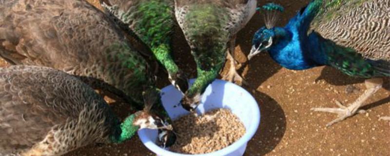 孔雀苗怎么养（孔雀苗怎么饲养）