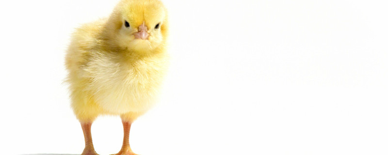 家庭养小鸡的养殖方法（怎样养小鸡）