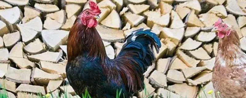 养鸡怎么养殖 养殖业鸡如何养好
