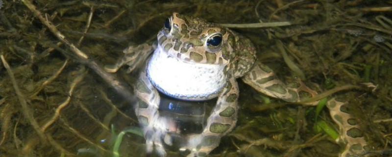 癞蛤蟆养殖方法 野生癞蛤蟆和养殖癞蛤蟆