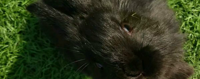 中华黑兔的养殖方法（中华黑兔多久能繁殖）