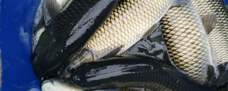 草鱼浸泡疫苗效果好吗（草鱼疫苗浸泡法）