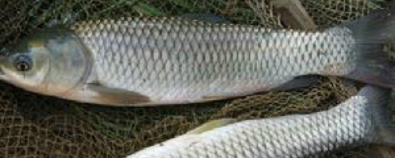 草鱼套养技术 草鱼套养鱼种模式