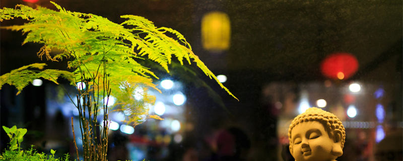 文竹浇水多久一次(文竹需要几天浇一次水)