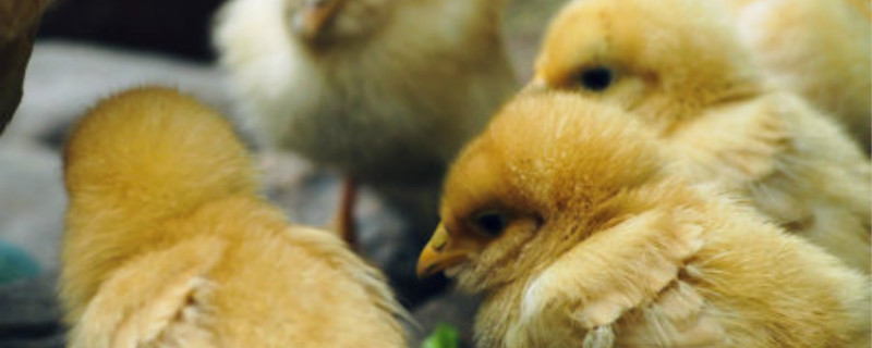 家庭自制小鸡孵化箱 家庭自制小鸡孵化箱没有灯和木