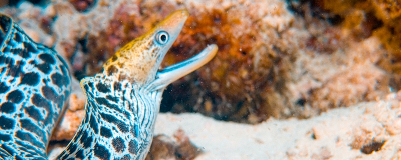 七鳃鳗有毒吗 七鳃鳗有没有毒