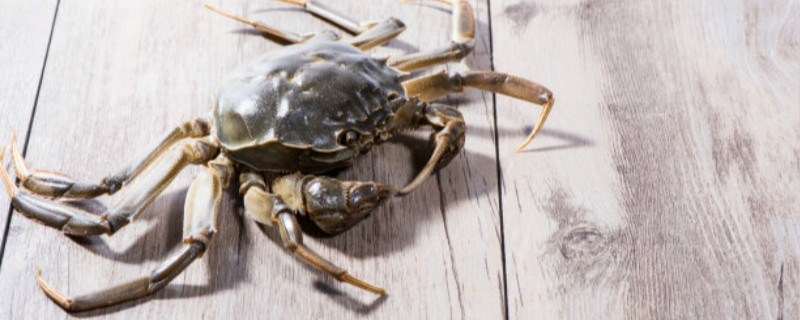 三点蟹和梭子蟹的区别（三点蟹与梭子蟹的区别）