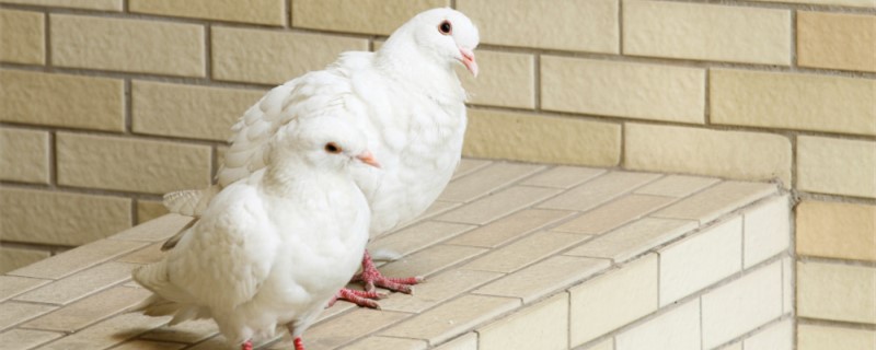 鸽子笼子制作方法 只进不出鸽子笼子制作方法