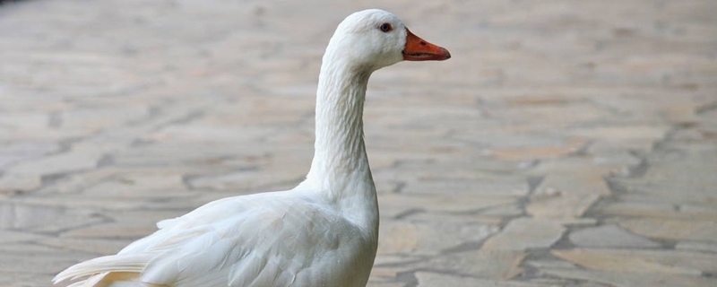 鹅怕什么动物（鹅怕什么动物吃它）