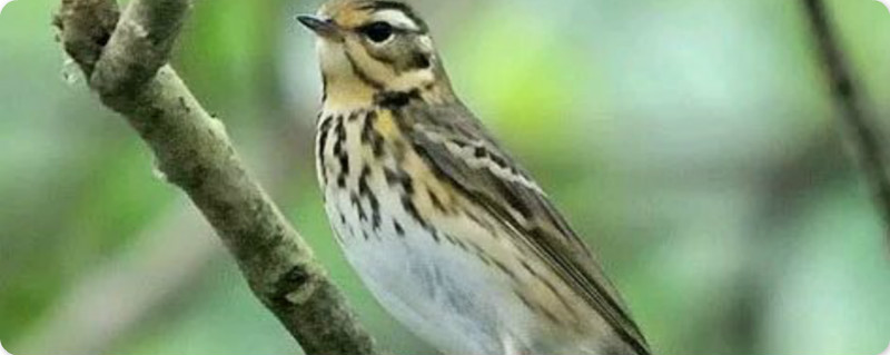 麦溜子鸟饲养方法 麦溜子鸟吃啥食