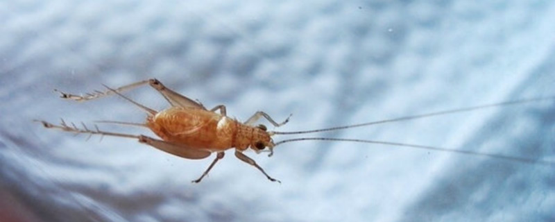 黄蛉吃什么 黄蛉吃什么水果