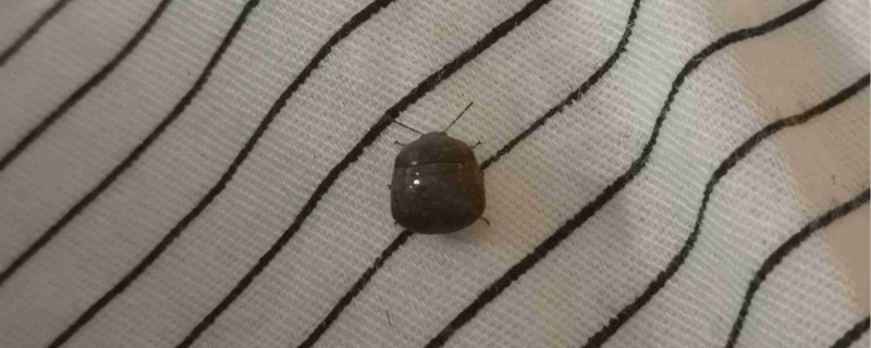 虱虫怎么根除(虱虫怎么根除会复发吗)