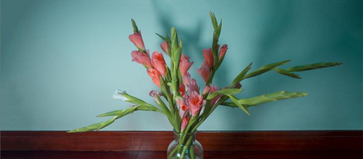 剑兰的养殖方法（剑兰的养殖方法和注意事项大全）