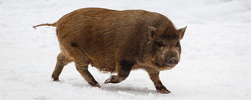 黄金猪养殖方法(黑金猪养殖)