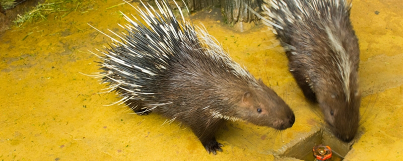 豪猪养殖方法（豪猪人工养殖）