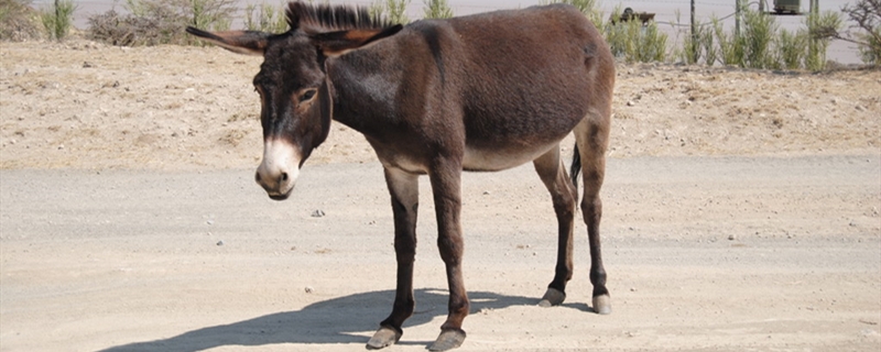 德州驴的养殖方法（德州驴的饲养繁殖）