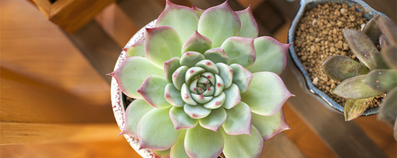 多肉黄了一直掉瓣怎么办（多肉为啥变黄掉瓣）