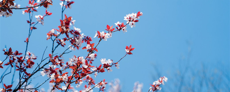 红叶李的果子可以吃吗（红叶李上的果子能吃吗）