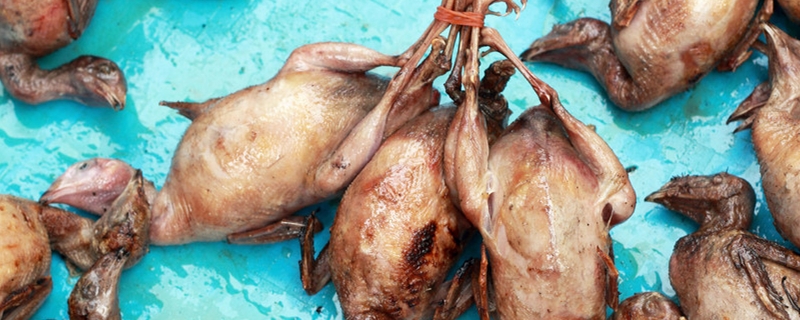 鹌鹑多少度冻死 鹌鹑怕冷吗多少度会冻死