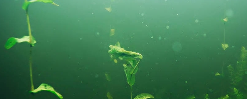 甲藻的处理方案（甲藻的有效处理方案）