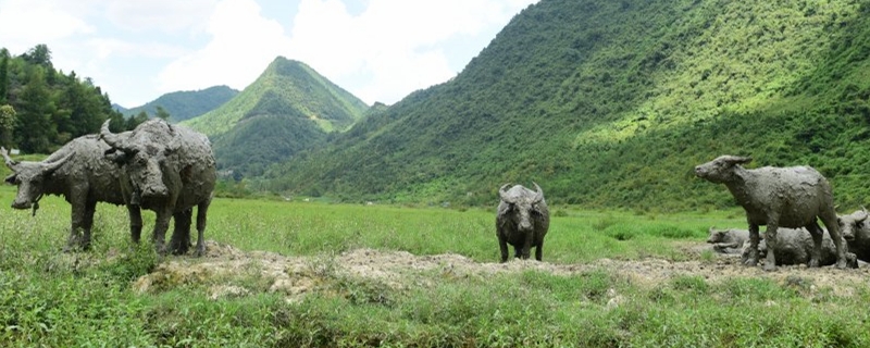 水牛憋气多长时间 牛能在水里憋气多长时间