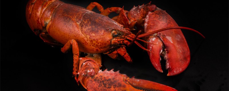 龙虾吃馒头吗 虾可以吃馒头吗