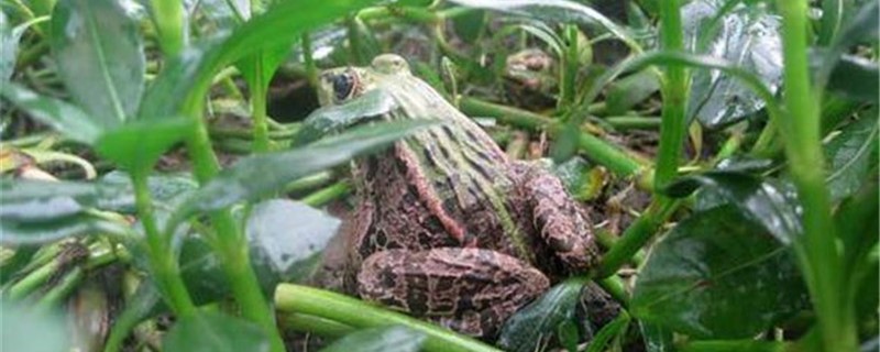 水鸡是什么（水鸡是什么命运）