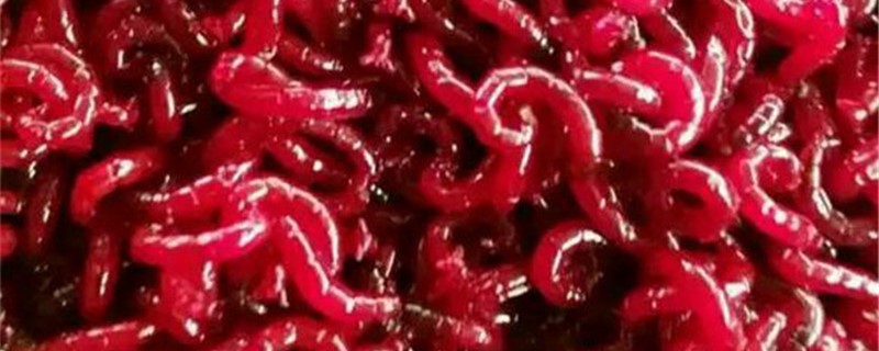 怎样养殖红虫 怎样养殖红虫视频教程