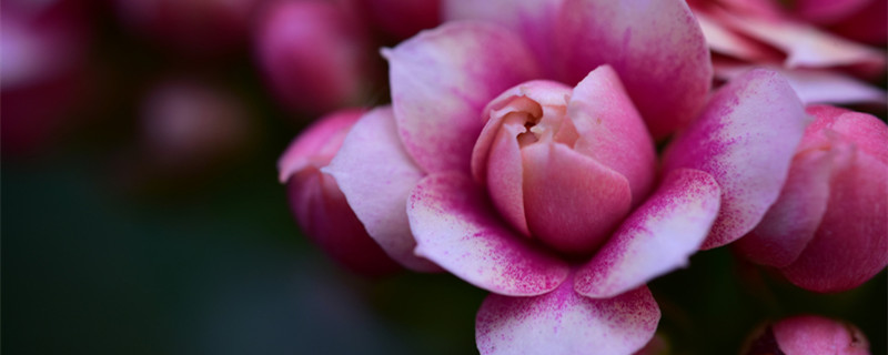 长寿花怎么剪枝 长寿花怎么剪枝扦插