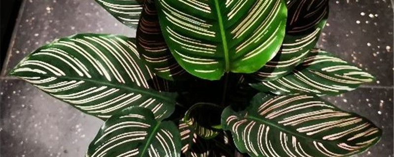 双线竹芋用什么土养好（双线竹芋用什么土养殖好）