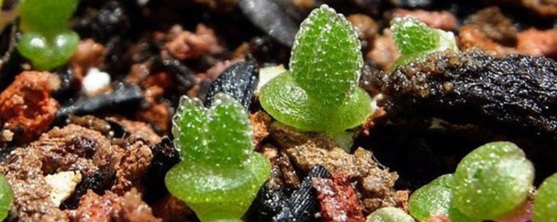 碧光环用什么土养好 碧光环的种子好养吗